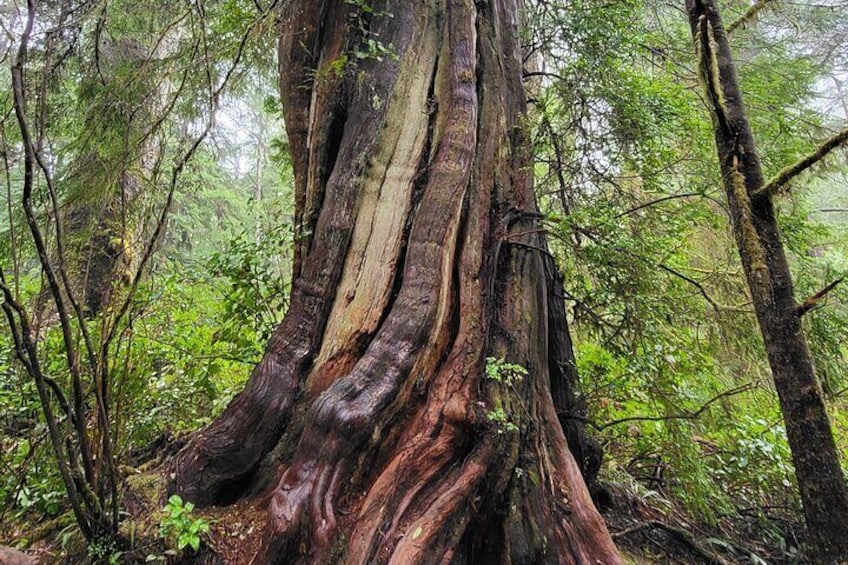 Giant Cedars on the trail