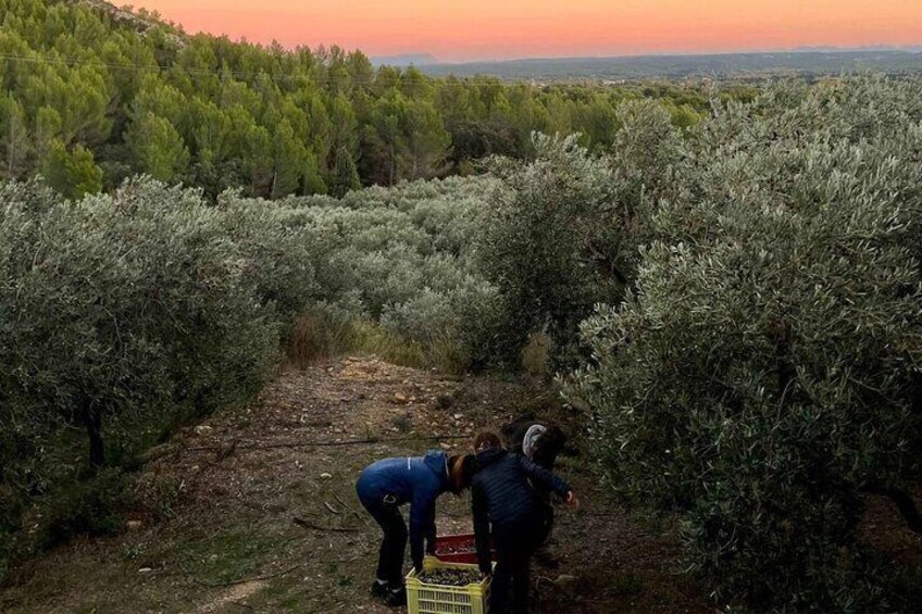 Private Guided Tour, olive oil estate in Salon de Provence.