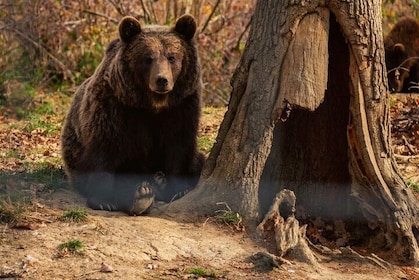 Legends&Wildlife Awaits: Dracula's Castle & Bear Sanctuary