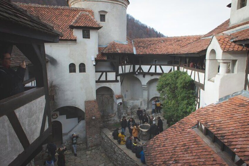 One Day Trip to the Libearty Bear Sanctuary and Bran Castle