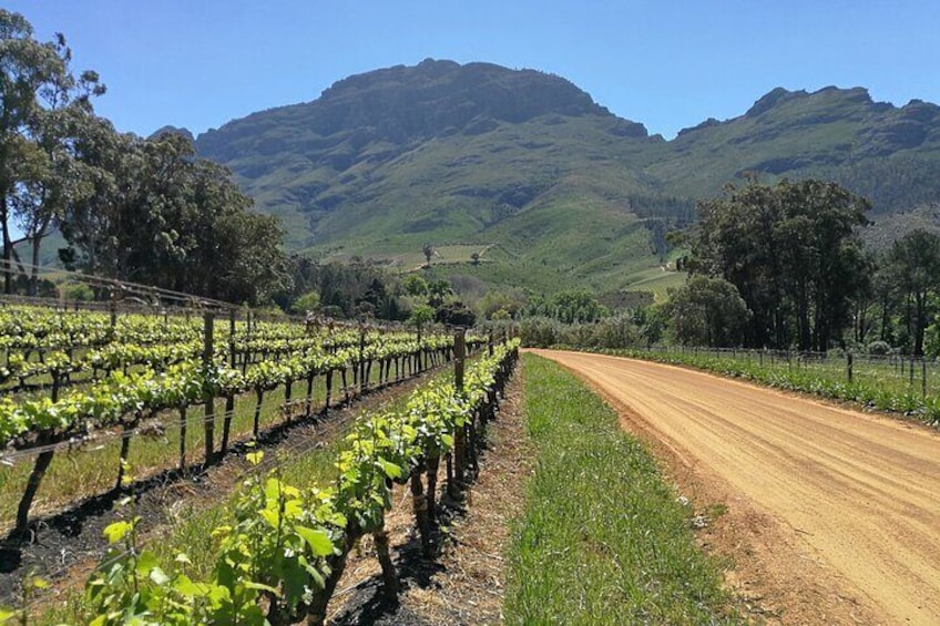 Stunning Winelands...