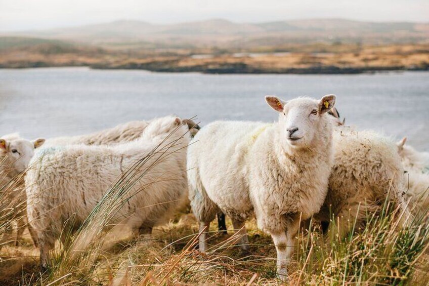 Private Connemara Day Tour