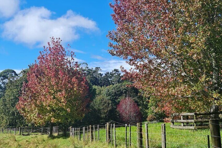 Auckland Nature Tour 