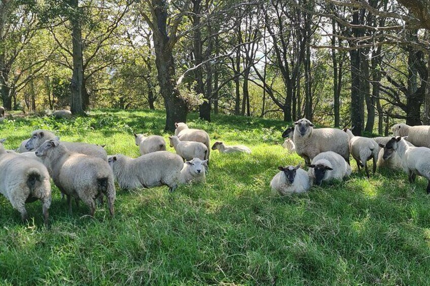 Auckland Nature Tour 