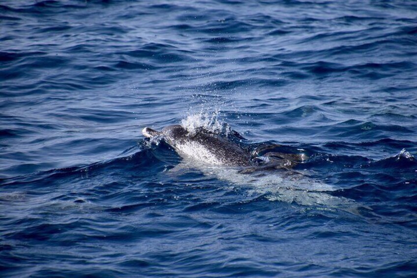 Whale & Dolphin Observation on Silent Catamaran with Hydrophone