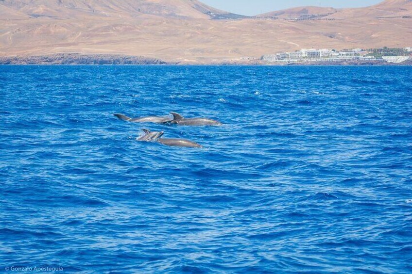 Whale & Dolphin Observation on Silent Catamaran with Hydrophone