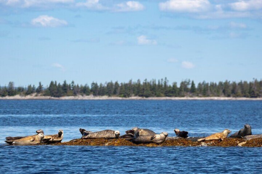 2-Hour Zodiac Coastal Tour in Lunenburg