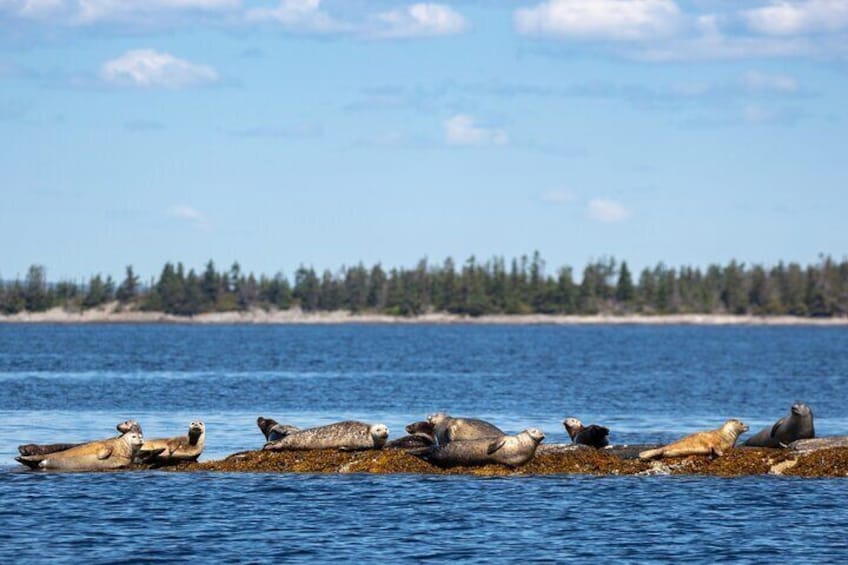 2-Hour Zodiac Coastal Tour in Lunenburg