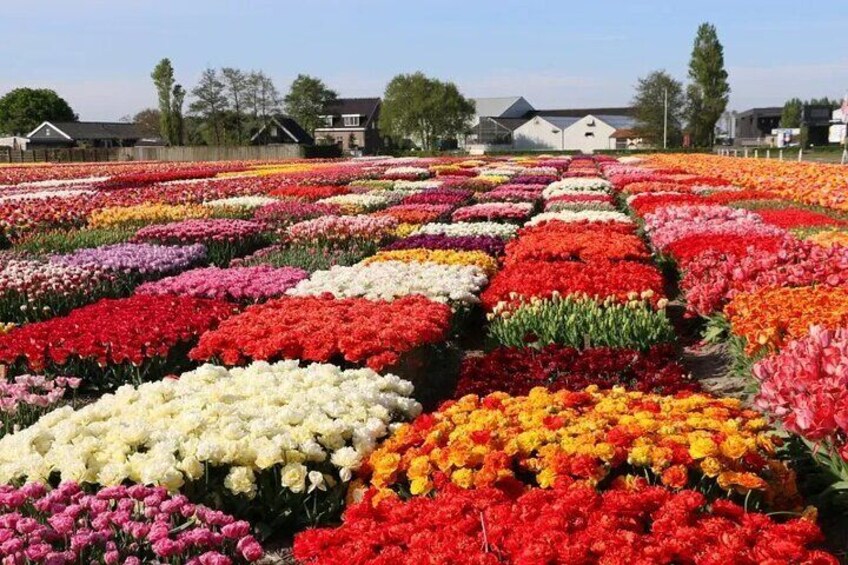 Tulip Experience Amsterdam