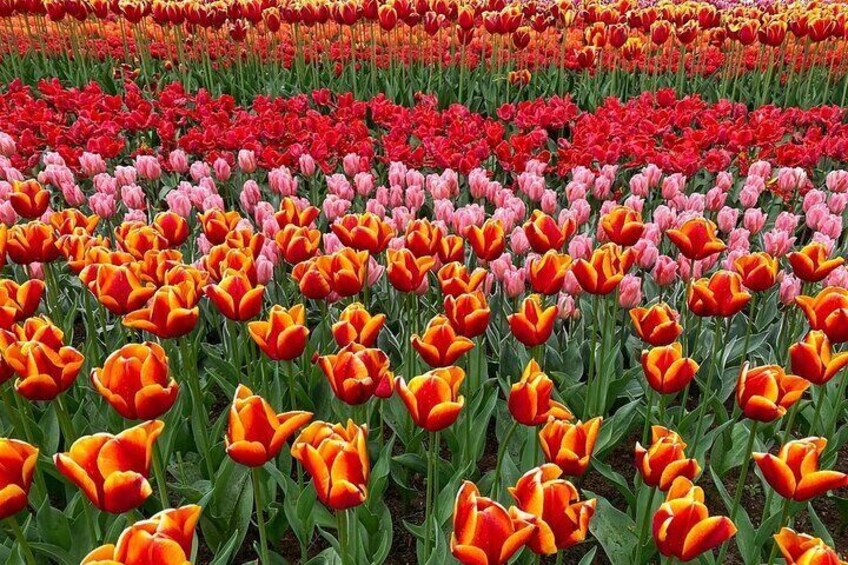 Private Flower tour to the Keukenhof