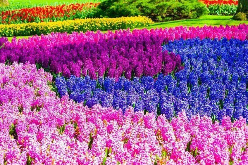 Private Flower tour to the Keukenhof