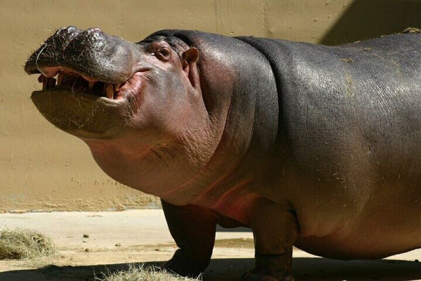 Full Day Isimangaliso Wetlands GameDrive + Croc & Hippo Fr Durban