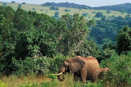 Full Day Isimangaliso Wetlands Park -Croc & Hippo &Game Fr Durban