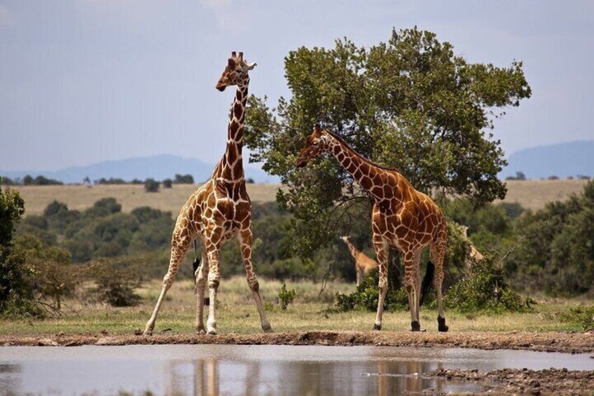Full Day Isimangaliso Wetlands GameDrive + Croc & Hippo Fr Durban