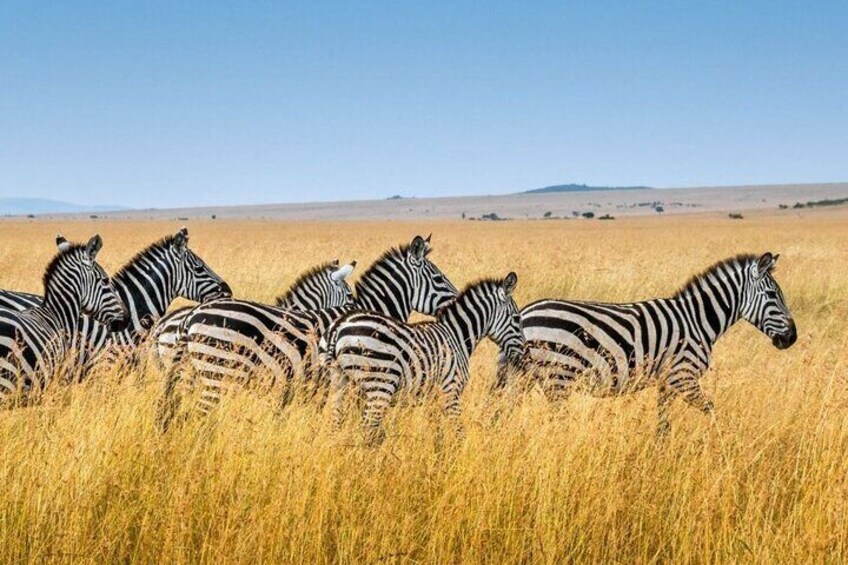 Full Day Isimangaliso Wetlands GameDrive + Croc & Hippo Fr Durban