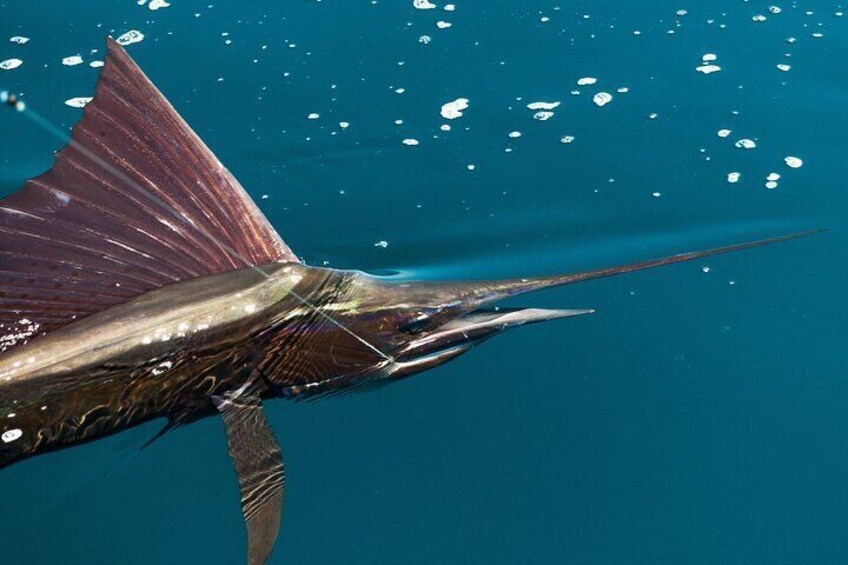 Sailfish catch and release. We catch them year round but the best months are June to September.