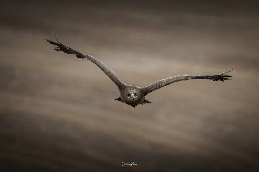 Steppe eagle in flight