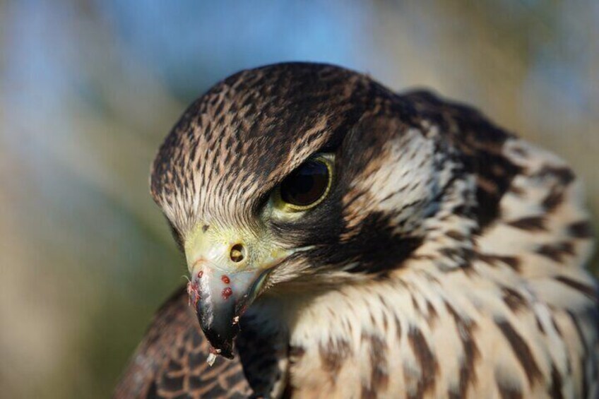 Malik, peregrine falcon