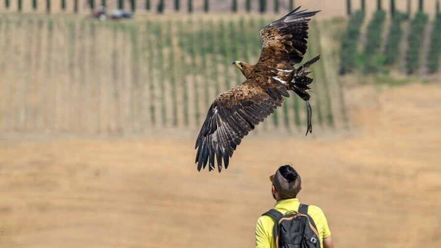 Ivy, Eagle of the Steppes
