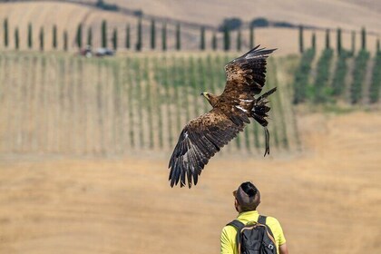 Falconry experience in Tuscany