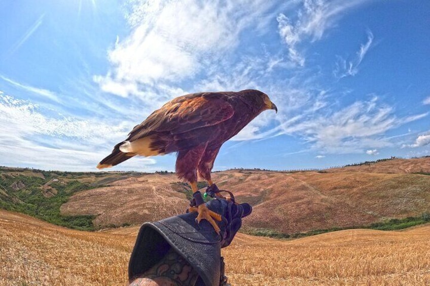 Well done Harris' buzzard