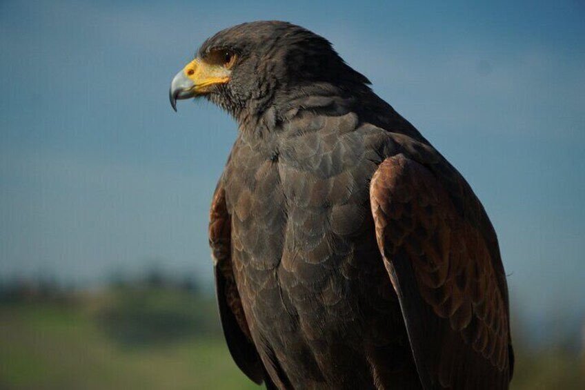 Brave, Harris Buzzard