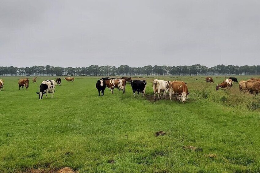 Many dairy animals are to be seen when you are walking in the Merenwijk district in Leiden.