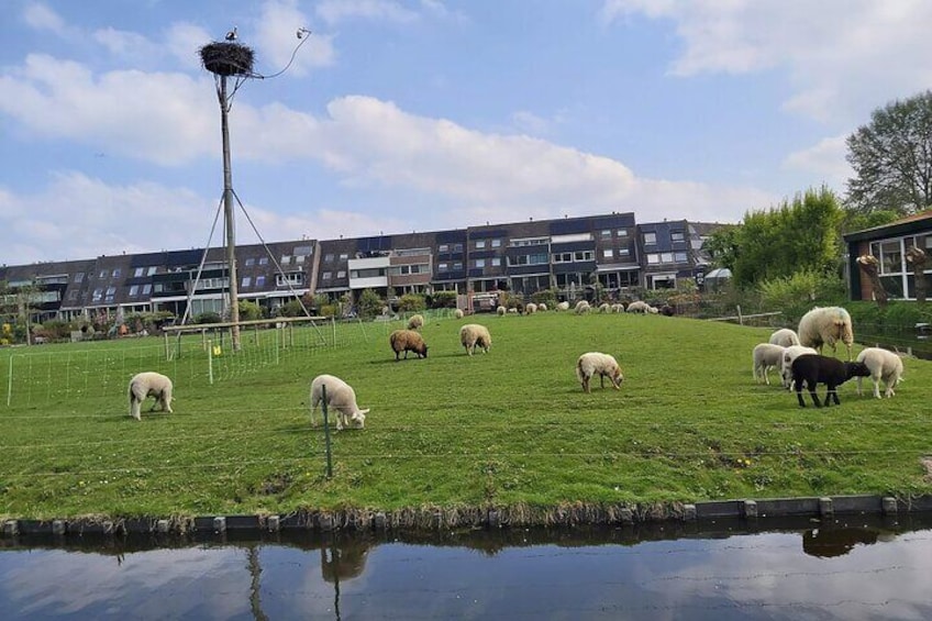The Children's farm in Leiden where we will visit.