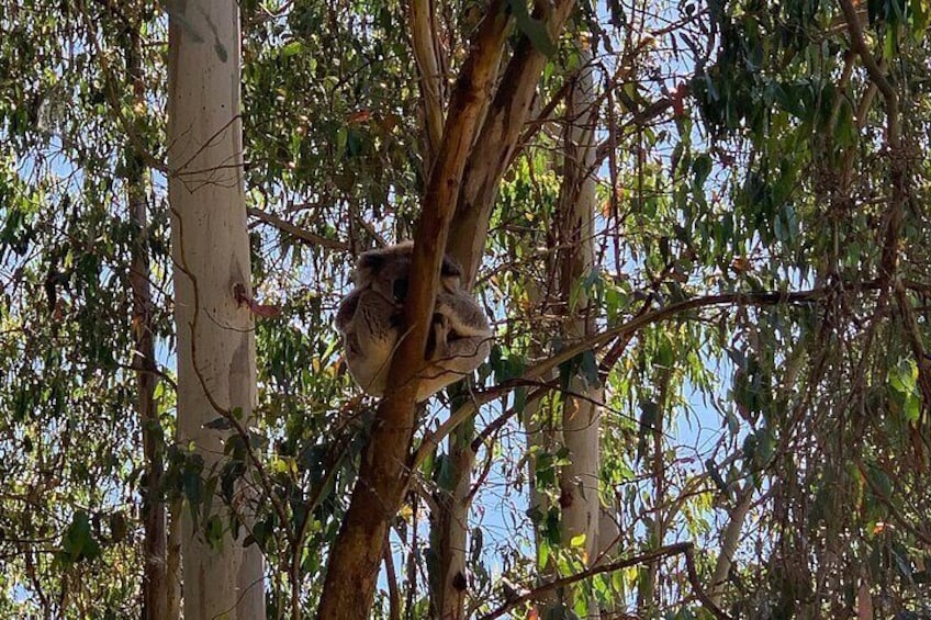 Sleepy koala in the gumtree