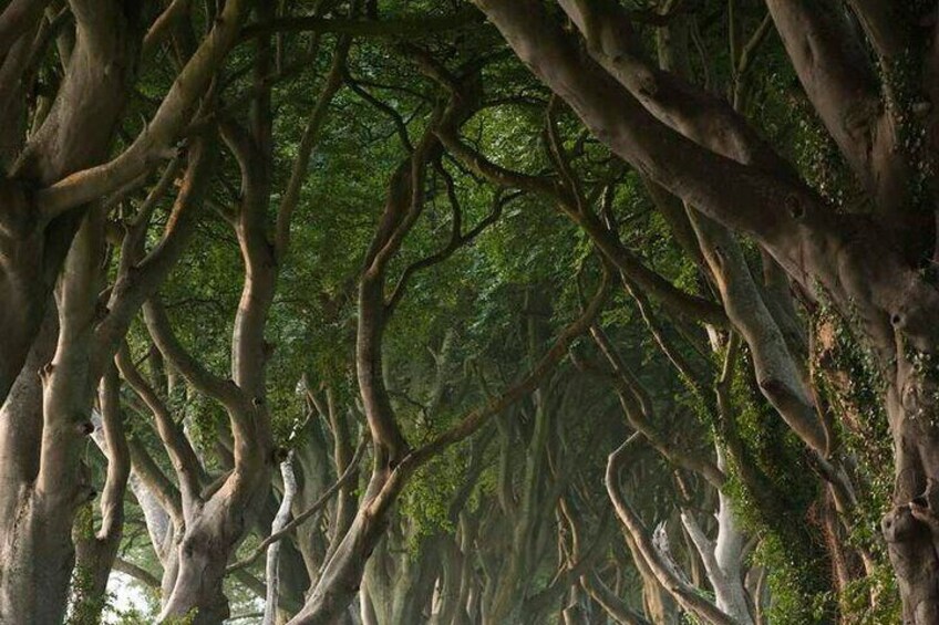 Game of Thrones Dark Hedges