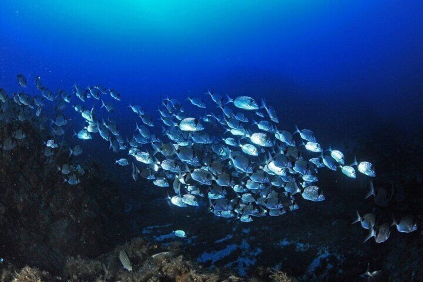 Boat Trip and Snorkeling in the Gulf of Calvi