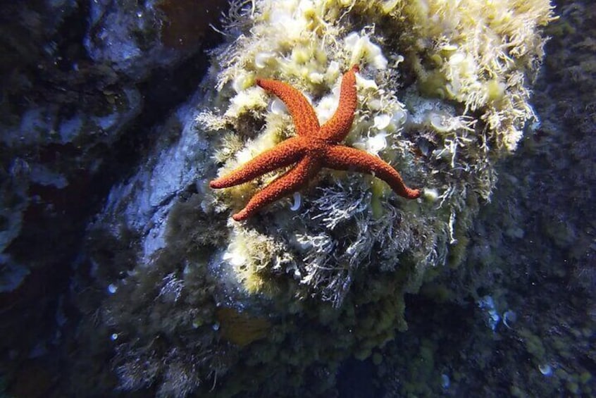 Boat Trip and Snorkeling in the Gulf of Calvi