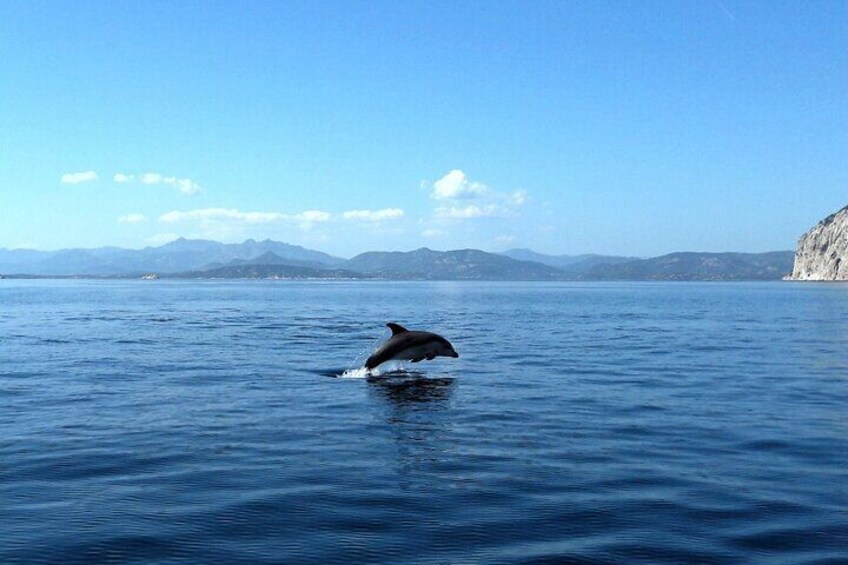Dolphin Watching Boat Excursion to Figarolo Island from Olbia