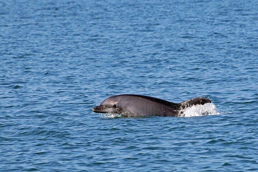 Dolphin Watching Boat Excursion to Figarolo Island from Olbia