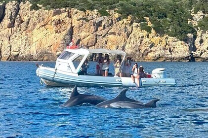 De Olbia: Tour en costilla a Capo Figari con avistamiento de delfines