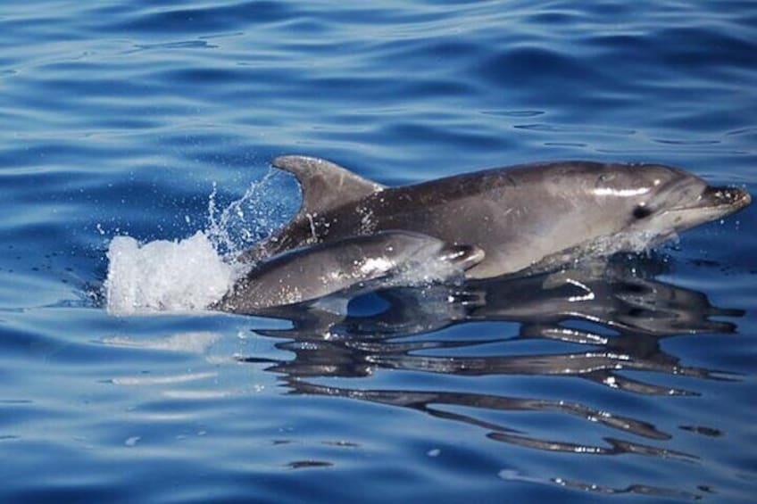 Dolphin Watching Boat Excursion to Figarolo Island from Olbia