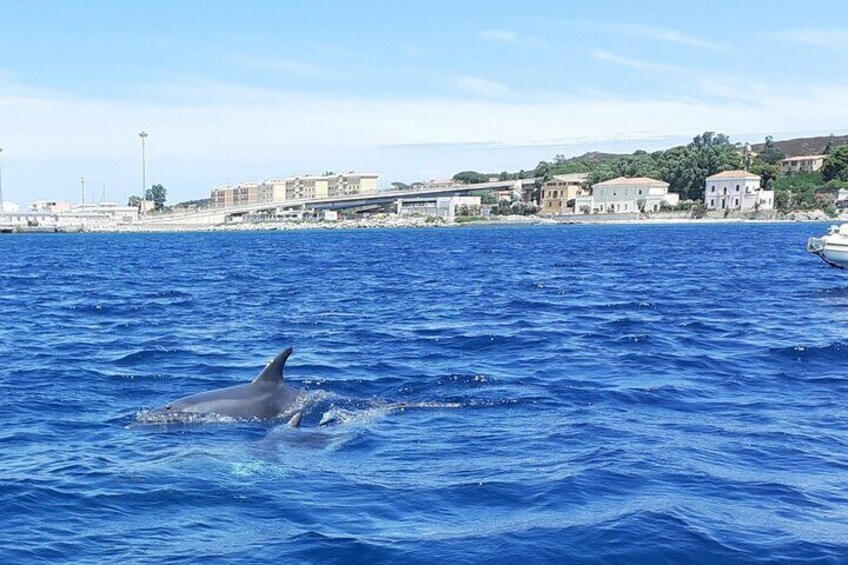 Dolphin Watching Boat Excursion to Figarolo Island from Olbia
