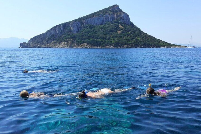 Dolphin Watching Boat Excursion to Figarolo Island from Olbia