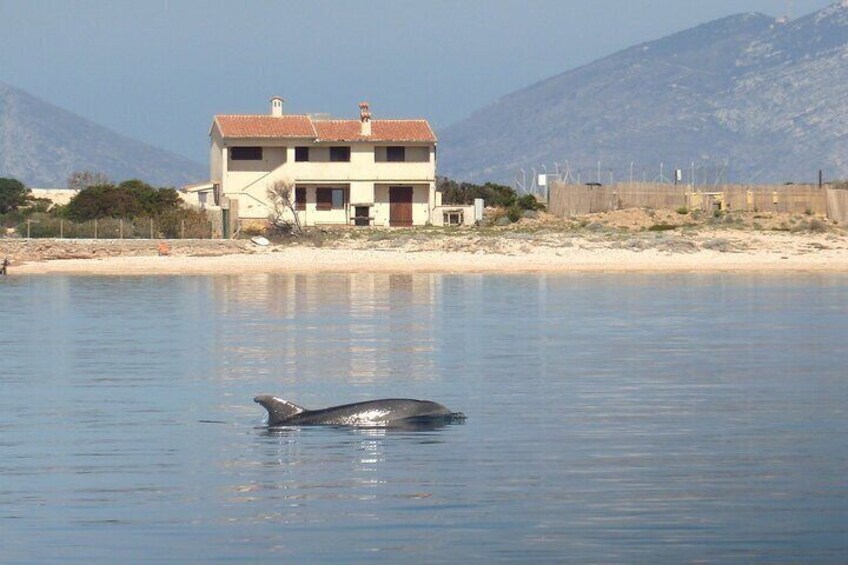 Dolphin Watching Boat Excursion to Figarolo Island from Olbia