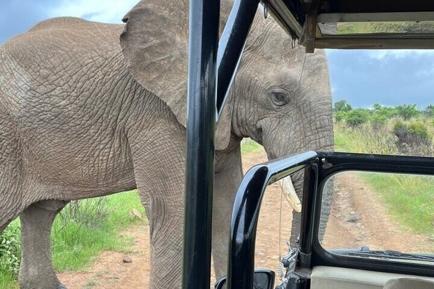 Johannesburg: Private Pilanesberg Park Game Drive Full Day Tour