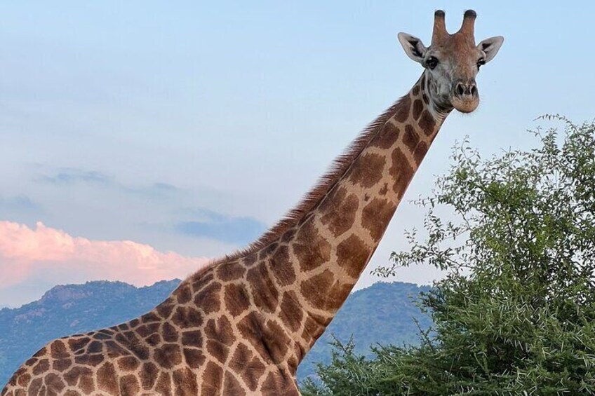 Private 3-Hour Pilanesberg Park Game Drive from Johannesburg Tour
