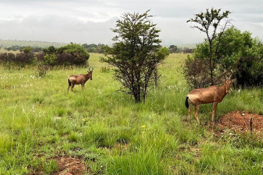 Private 3-Hour Pilanesberg Park Game Drive from Johannesburg Tour