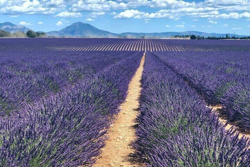 7 Days Best of Provence