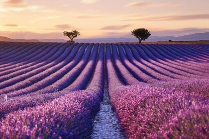 7 Days Best of Provence