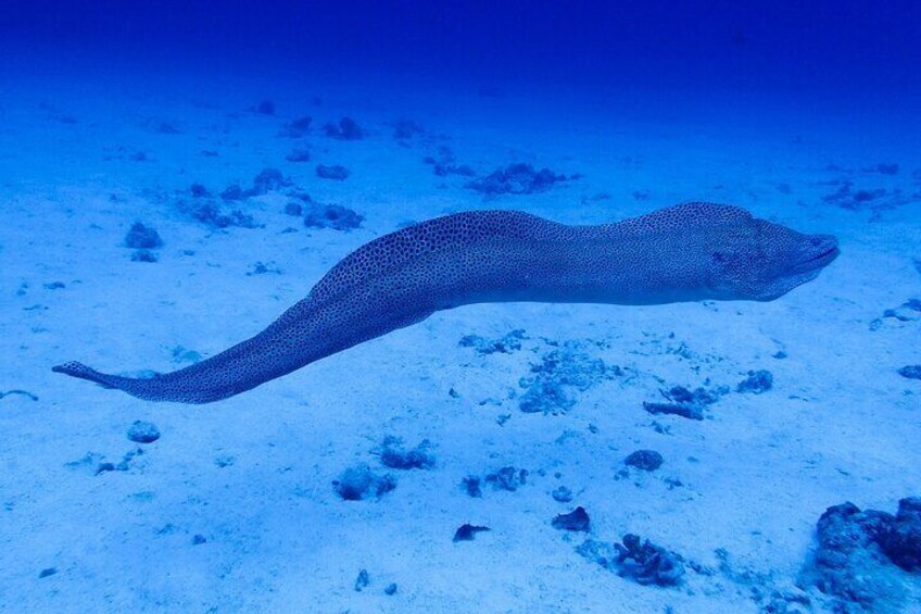 Okinawa Scuba Diving For Certified Divers (3 boat dives + Lunch)