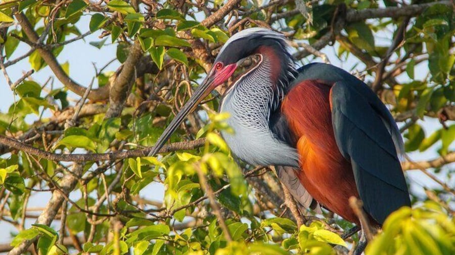 Agami heron