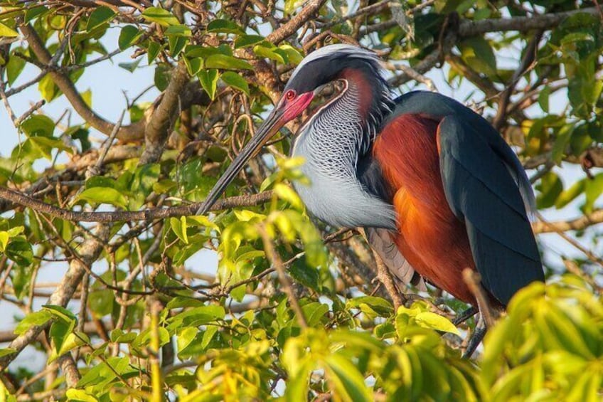 Agami heron