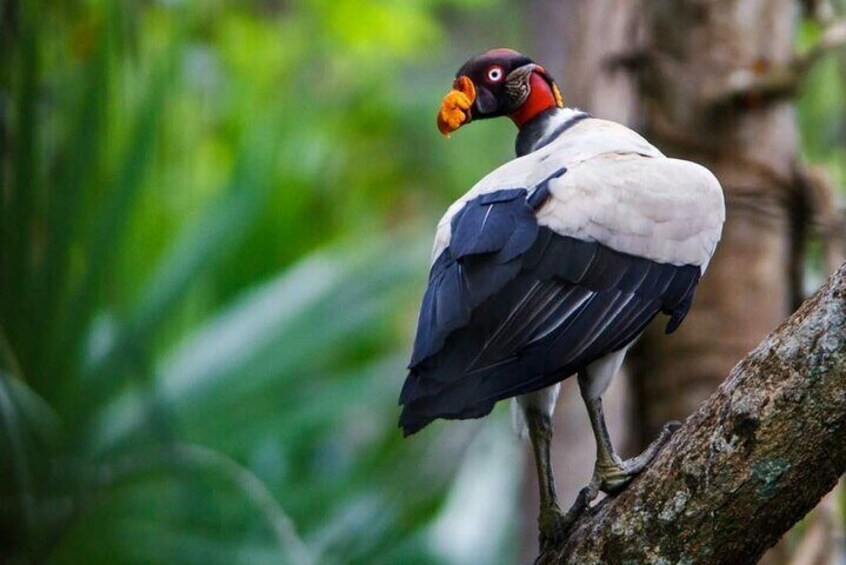 King Vulture