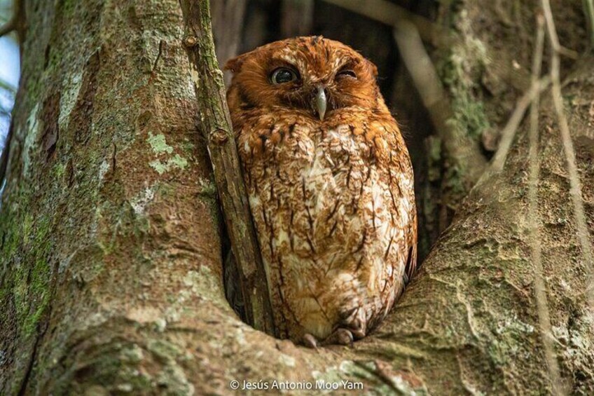 Middle American Screech-Owl
