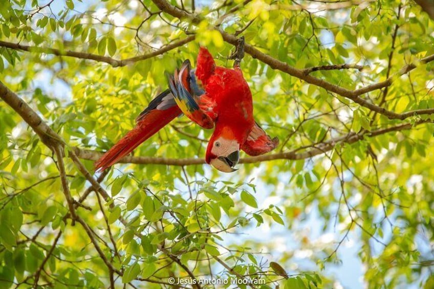 scarlet macaw